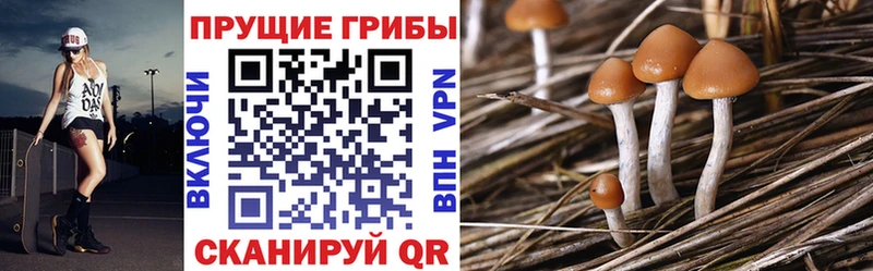 блэк спрут вход где купить наркоту Нальчик Псилоцибиновые грибы Psilocybe